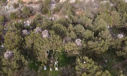 Beyşehir'de yuvalar şenlendi, leylekler vadisi canlandı