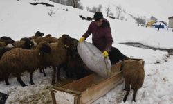 Bitlis'te kış mevsiminin uzaması küçükbaş hayvancılığı vurdu