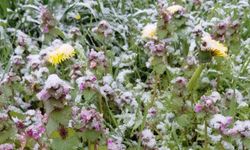 Bolu'da baharda açan çiçekler beyaza büründü