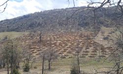 Bozkır'da 13 dönümlük alanda dev ağaçlandırma projesi