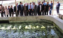 Bu balığın havyarı 'siyah inci': Karadeniz'e 8 bin adet dağıtılacak, çiple takip edilecek