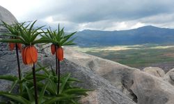 Bu çiçekleri koparmanın cezası 700 bin lirayı buluyor