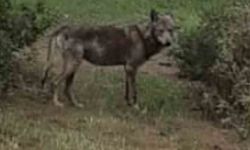 Buldan'da kurt bir kez daha görüldü