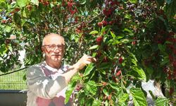 Burhaniye'de baharın ilk meyveleri dutlar kendini gösterdi