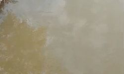 Bursa'da deredeki su samuru şaşırttı