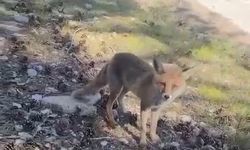 Bursa'da ilginç görüntüler