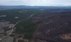 Bursa'da tarihin en büyük orman yangınında yaralar böyle sarıldı