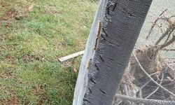 Çam ormanlarında 'Kese kurdu' alarmı