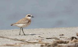 Çanakkale için yeni kuş türü: Büyük Cılıbıt