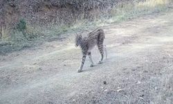 Çankırı'da 'Ormanın hayaleti' vaşak görüntülendi