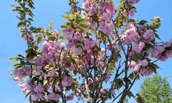 Çark Deresi kıyısında sakura güzelliği