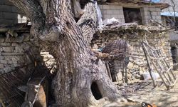 Çatak'ta ceviz ağacı ahırın üzerine devrildi