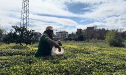 Çay üreticileri yeni sezona hazırlanıyor