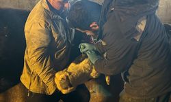 Çayırlı'da büyükbaş hayvanlara aşılama çalışması sürüyor