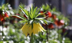 Cezayı duyan bir adım geri çekiliyor: Şırnak'ta ters laleler görsel şölen sundu