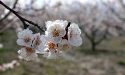 Çiçek açan ağaçların görselliği mest etti