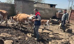 Cizre'de hayvan sağlığı için yoğun mesai