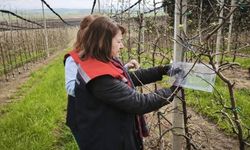 Çorlu'da kahverengi kokarcaya karşı tuzaklı mücadele başlatıldı