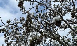 Çorum için zirai don uyarısı