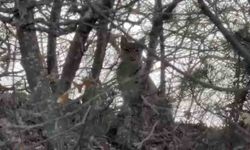 Çorum'da Avrasya vaşağı görüntülendi