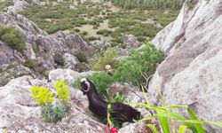 Dağda mahsur kalan keçi kurtarıldı