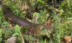 Demir yılan Bozkurt'ta ortaya çıktı