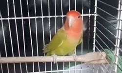 Denizli'de petshop denetiminde 164 hayvana el konuldu