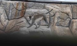 Denizli'de yakalanan maymun Konya'da hayvanat bahçesine teslim edildi