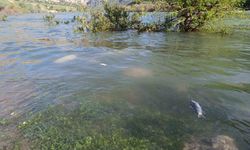 Dicle Nehri'nde balık ölümleri tedirgin etti