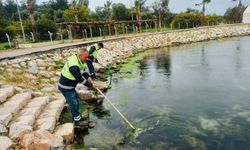 Didim'de temizlik ve düzenleme çalışmaları sürüyor