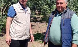 Didim'de zeytin üreticilerine zararlı uyarısı