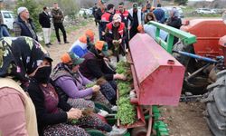 Dinar'da 'Kekik Yetiştiriciliği Projesi' devam ediyor