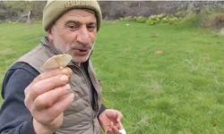 Diyarbakır kırsalında çıkan mantarlar toplanmaya başlandı