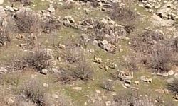 Diyarbakır'da popülasyonları her geçen gün artıyor, kaçak avlayanlara 940 bin lira ceza kesiliyor