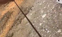 Diyarbakır'da yılanlar kış uykusundan uyandı