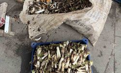 Doğada kendiliğinden yetişiyor, kilosu 250 liradan alıcı buluyor