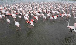Eber Gölü'nde görsel şölen: Flamingolar renkli görüntüler oluşturdu