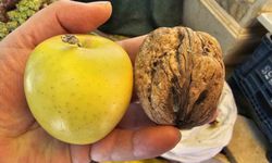 Elazığ'da elma büyüklüğünde cevizler ilgi çekiyor