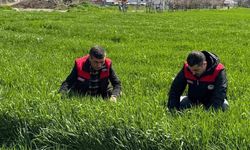 Elazığ'da hububat üreticilerine kök ve kök boğazı hastalık uyarısı
