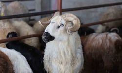 Elazığ'da kurbanlık satışları başladı