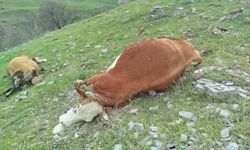 Elazığ'da yıldırımın çarptığı inekler telef oldu