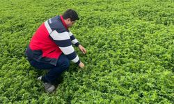 Emet'te yonca üretimine yönelik denetimler devam ediyor