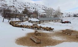 Erzincan'da küçükbaş hayvancılığa destek projesi için başvurular başladı