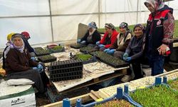 Erzincan'da seralarda fide denetimi sürüyor