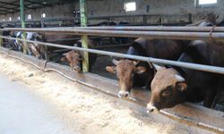 Eskişehir'de kurbanlıklar tükenmeye başladı