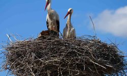 Esnafın merakla beklediği Rüzgar ve Nergis, 4'üncü yılında da aynı yuvaya döndü