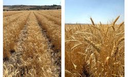 ETİ'den kurak iklim koşullarına dayanıklı yerli buğday çeşidi