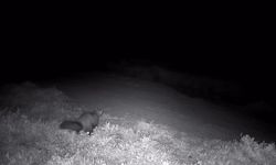 Ganos Dağları'nda fotokapana sansar takıldı