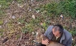 Görele'de araçlara çarpan yaralı karaca derede bulundu