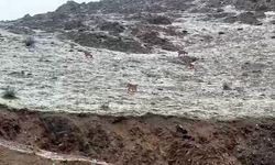 Hakkari yolunda dağ keçileri görüntülendi